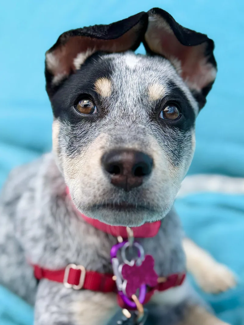 A young medium-sized female Australian Cattle Dog / Blue Heeler dog named Reina for adoption in West Cornwall, CT