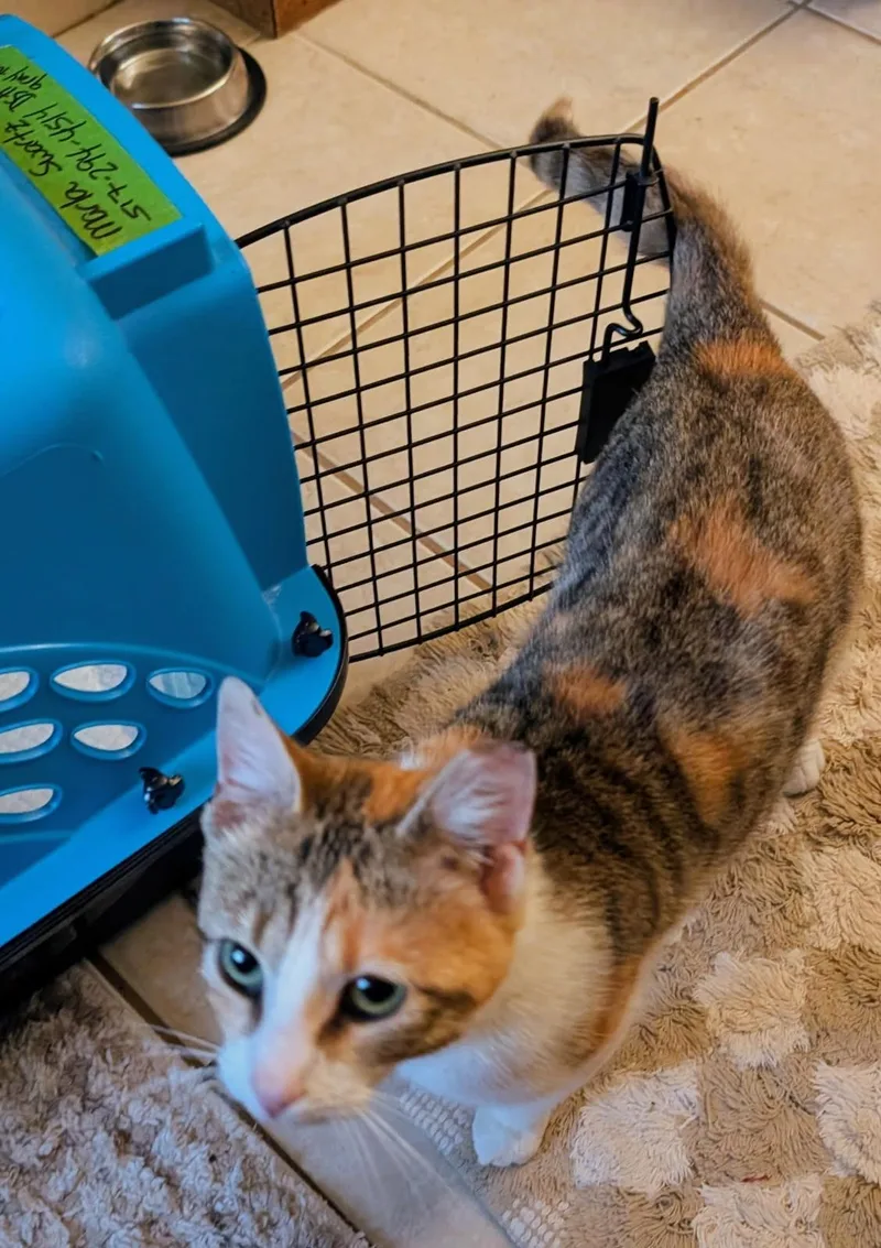 A baby medium-sized female Torbie cat named Sweet Melissa for adoption in Ypsilanti, MI