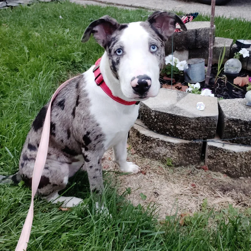 A young medium-sized male Merle (Blue) Pit Bull Terrier dog named Poncho for adoption in Detroit, MI