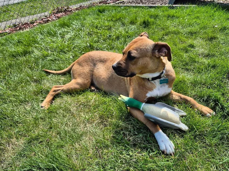 An adult medium-sized female Yellow / Tan / Blond / Fawn Pit Bull Terrier dog named Maggie for adoption in Naperville, IL