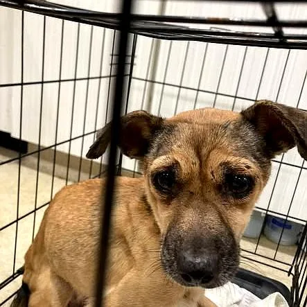 A baby small-sized female Mixed Breed dog named PaytonMisty for adoption in Long Island City, NY
