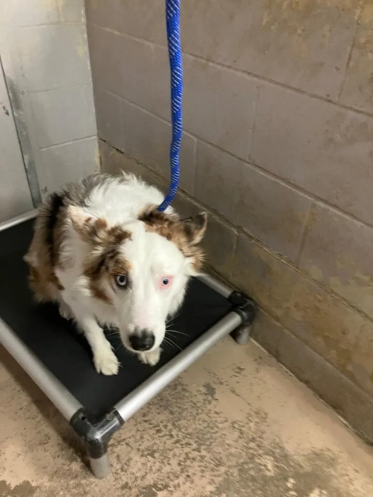 An adult medium-sized male Cattle Dog dog named Casper for adoption in Troy, OH