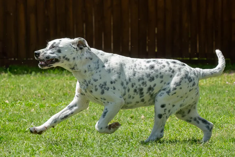 A young medium-sized female Black Dalmatian dog named Minnie for adoption in Tomball, TX