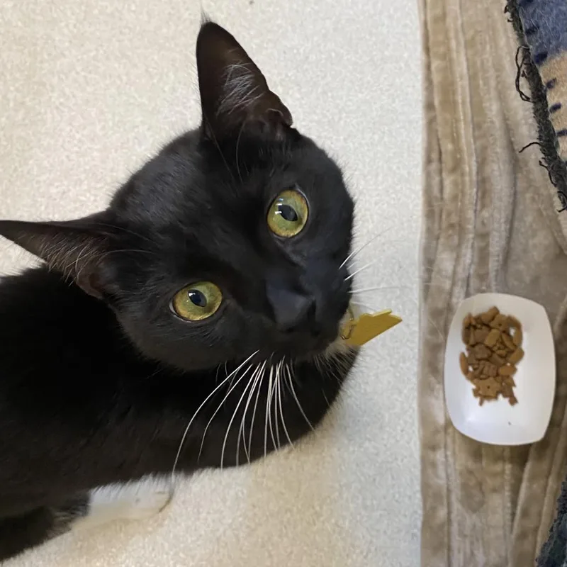A young medium-sized female Black Domestic Short Hair cat named Nova With Zara For for adoption in Springfield, MA