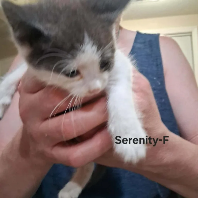 A baby small-sized male Gray / Blue / Silver Domestic Short Hair cat named Steve C for adoption in Princeton, MN