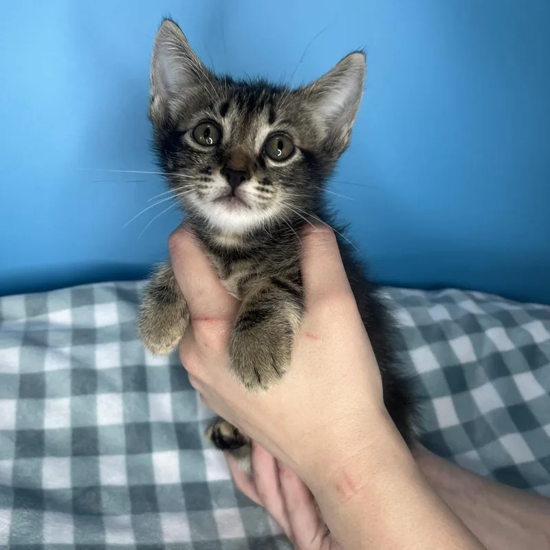 A baby small-sized male Brown / Chocolate Domestic Short Hair cat named Dopey for adoption in San Antonio, TX
