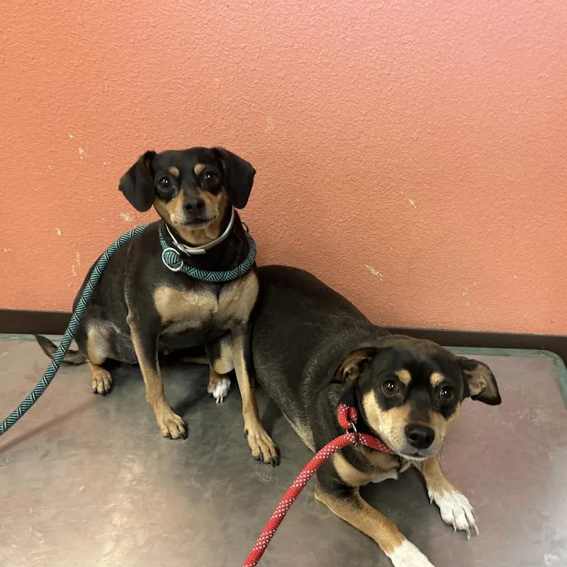 Wanda W Cosmo thumbnail 2