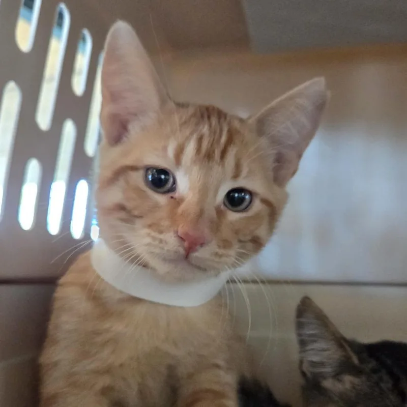 A baby small-sized male Orange / Red Domestic Short Hair cat named Lewis for adoption in Leander, TX