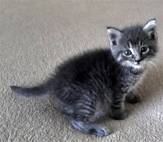 A baby small-sized male Domestic Short Hair cat named Ziggy for adoption in Naples, FL