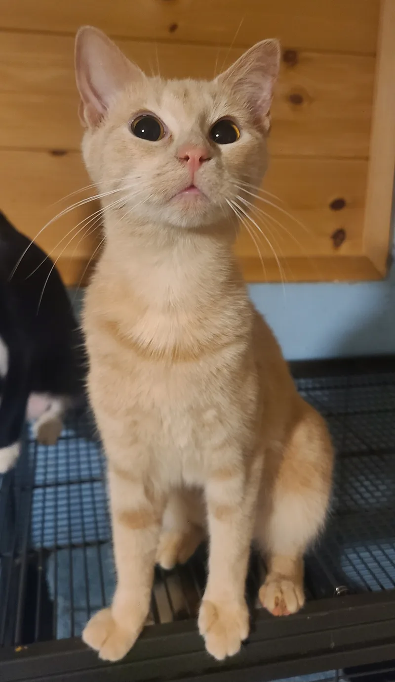 Chantilly thumbnail 2