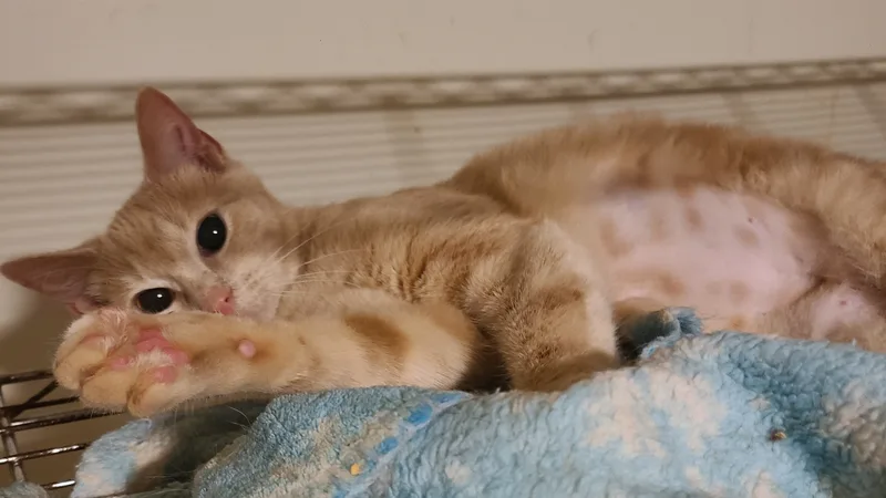 Chantilly thumbnail 3