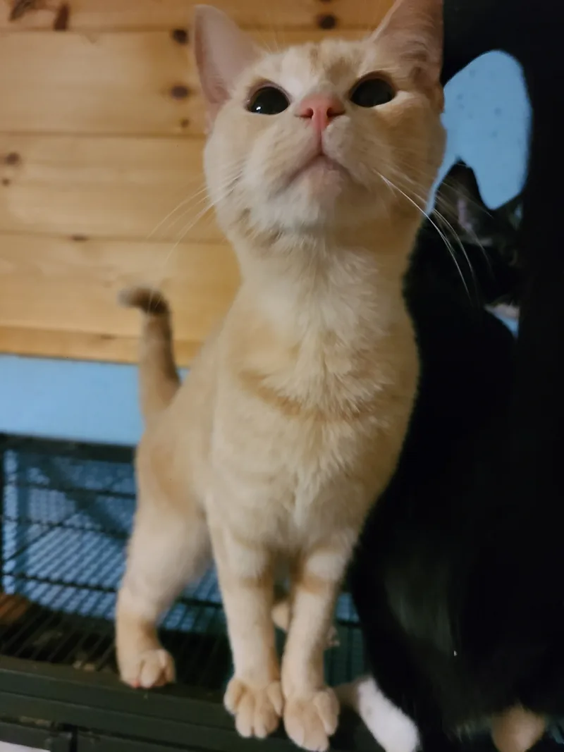 Chantilly thumbnail 4