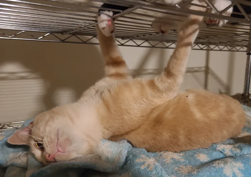 Chantilly thumbnail 5