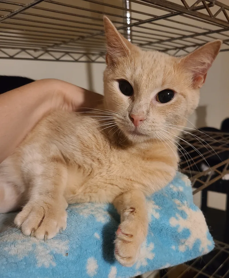 Chantilly thumbnail 6