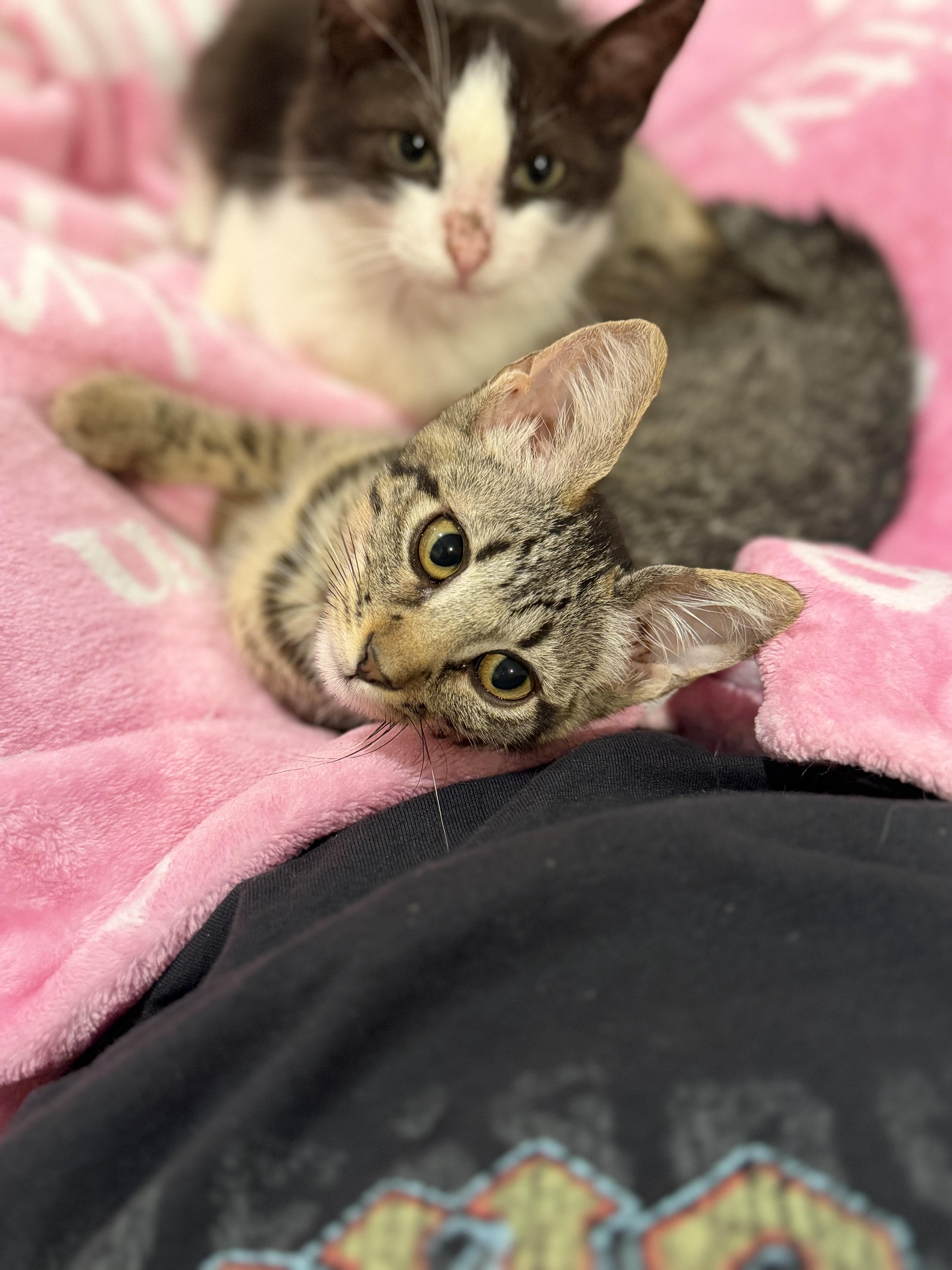 A young medium-sized female Tabby cat named Piper for adoption in Columbia, MO