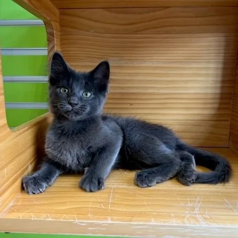 Russell Blue Cat thumbnail 2