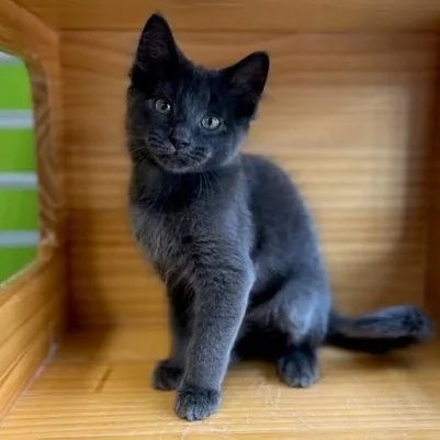 Russell Blue Cat thumbnail 3