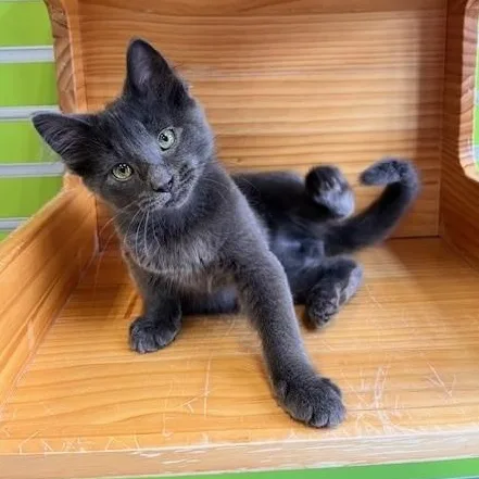 Russell Blue Cat thumbnail 4