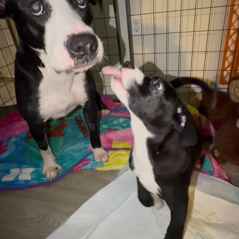 A baby small-sized female Black Mixed Breed dog named Daisy's Pack Pup: Petunia for adoption in Falls Church, VA