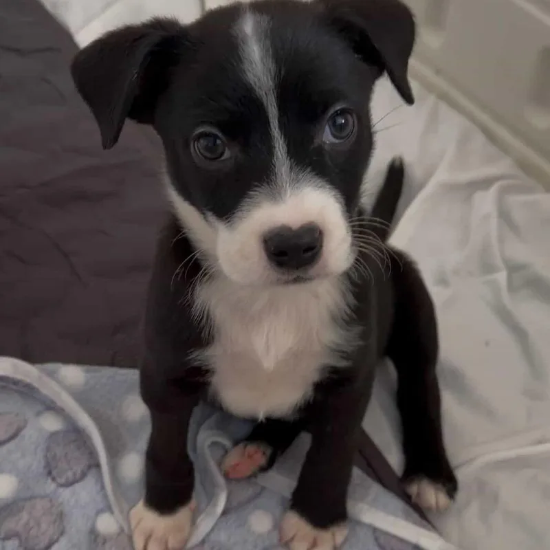Daisy's Pack Pup: Petunia thumbnail 2