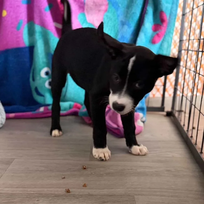 Daisy's Pack Pup: Petunia thumbnail 3