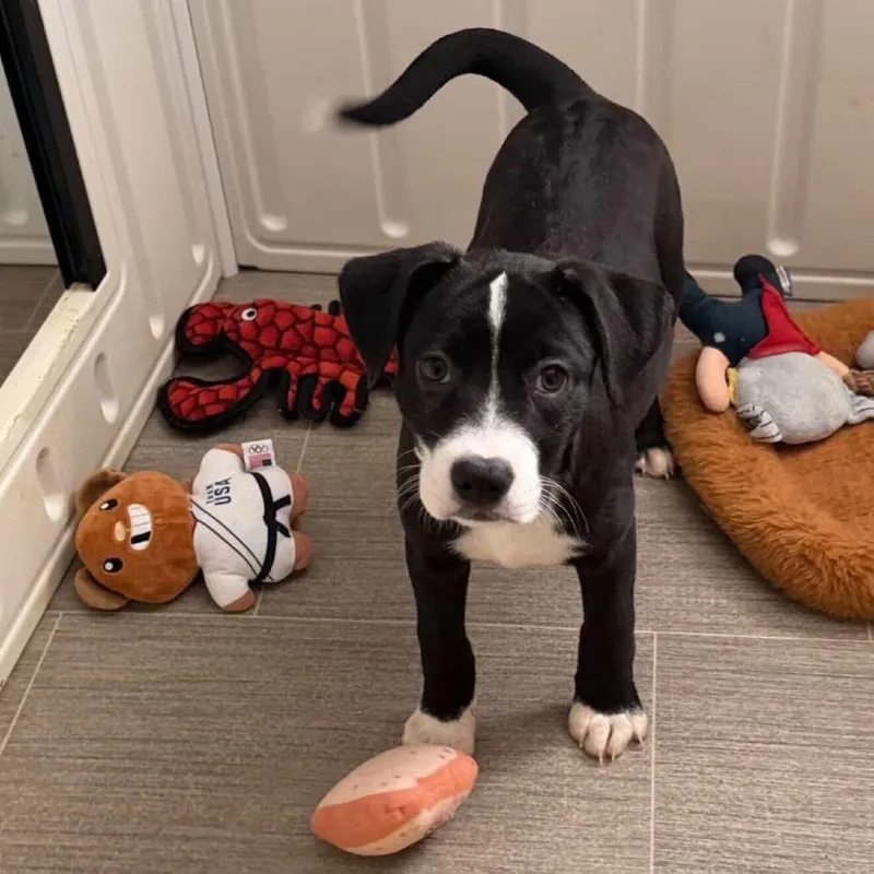 Daisy's Pack Pup: Petunia thumbnail 4