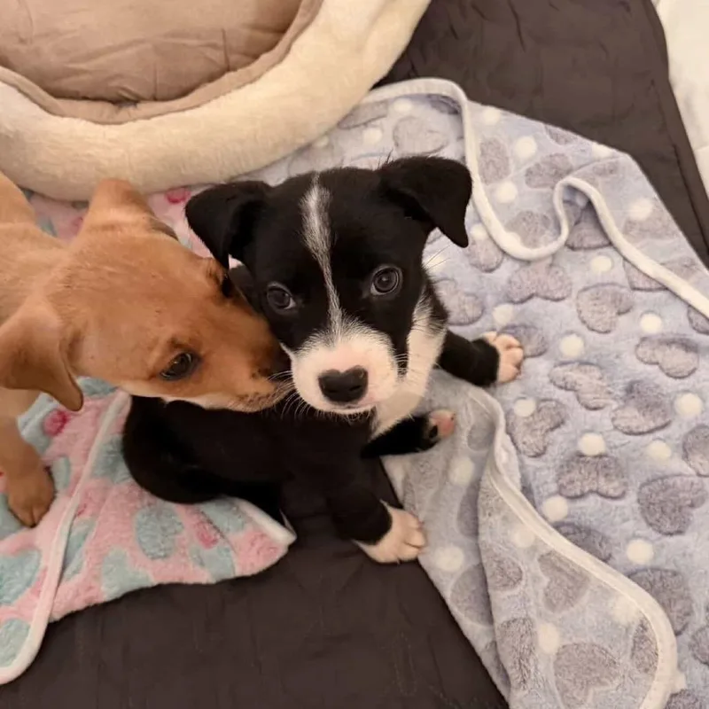 Daisy's Pack Pup: Petunia thumbnail 5
