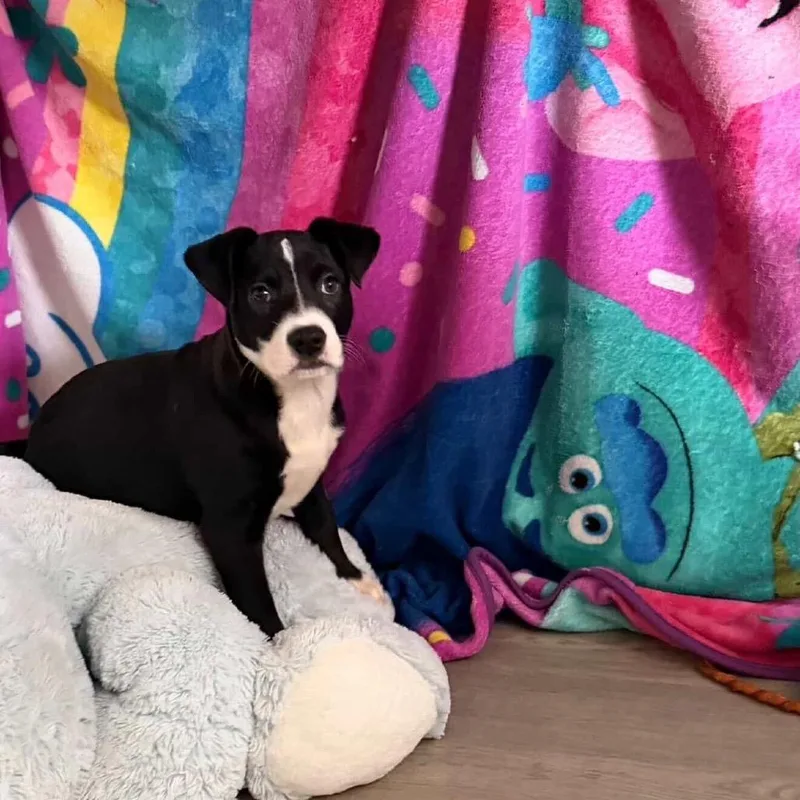 Daisy's Pack Pup: Petunia thumbnail 6