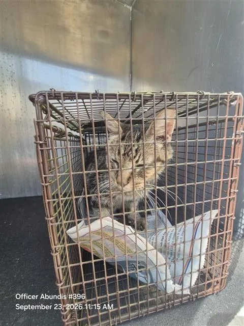 A senior small-sized male Domestic Medium Hair cat named Buddy for adoption in San Antonio, TX