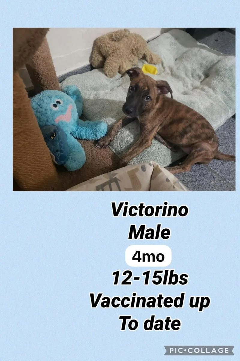 A young medium-sized male Labrador Retriever dog named Victorino for adoption in Virginia Beach, VA