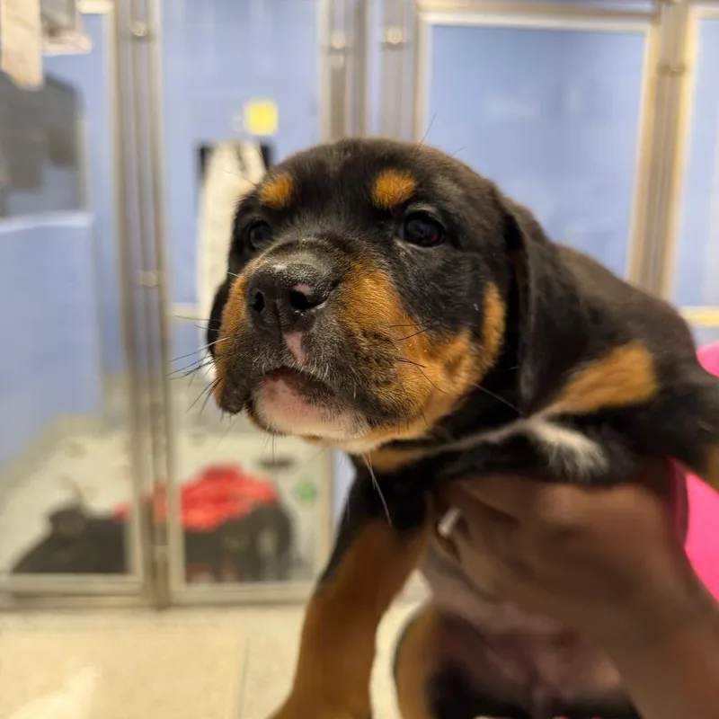 A baby small-sized female Black Mixed Breed dog named Aurora for adoption in Madisonville, TN