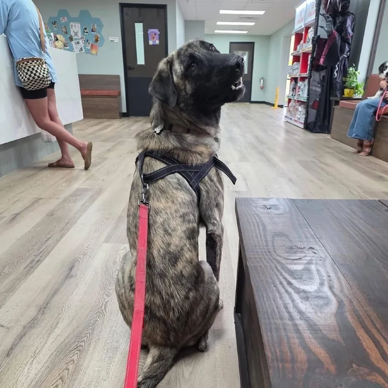 A young large-sized male Anatolian Shepherd dog named Davey for adoption in Ennis, TX