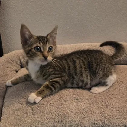 A baby small-sized male Domestic Short Hair cat named Brady for adoption in West Chester, PA