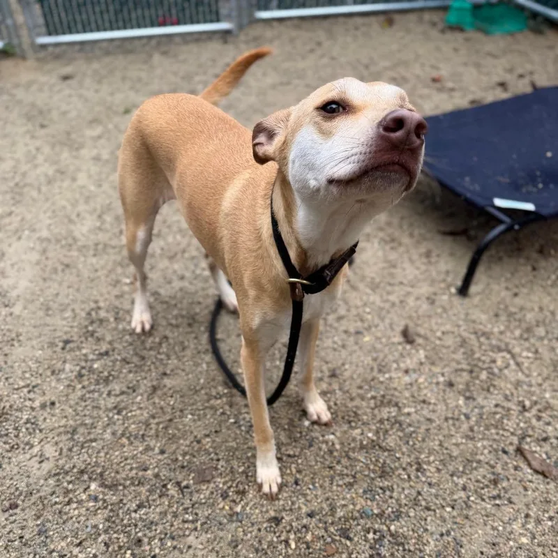 An adult medium-sized female Terrier dog named Panda for adoption in Perkiomenville, PA