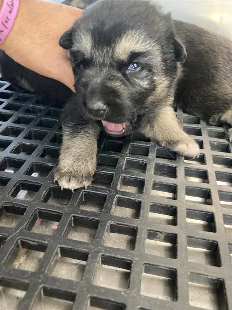 A baby small-sized female Mixed Breed dog named Galaxy for adoption in Dallas, TX