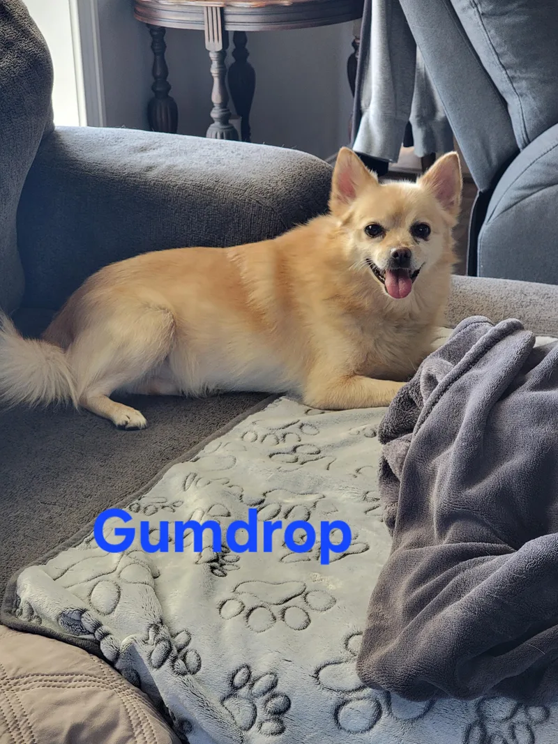 Gummy thumbnail 3