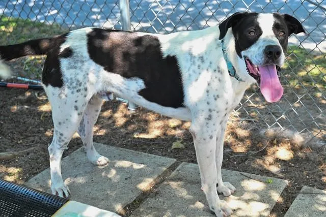 An adult large-sized male Anatolian Shepherd dog named Joseph for adoption in Ocala, FL