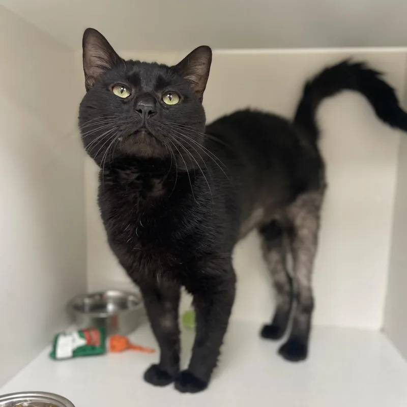 A young large-sized male Black Domestic Short Hair cat named Erebus for adoption in Champaign, IL