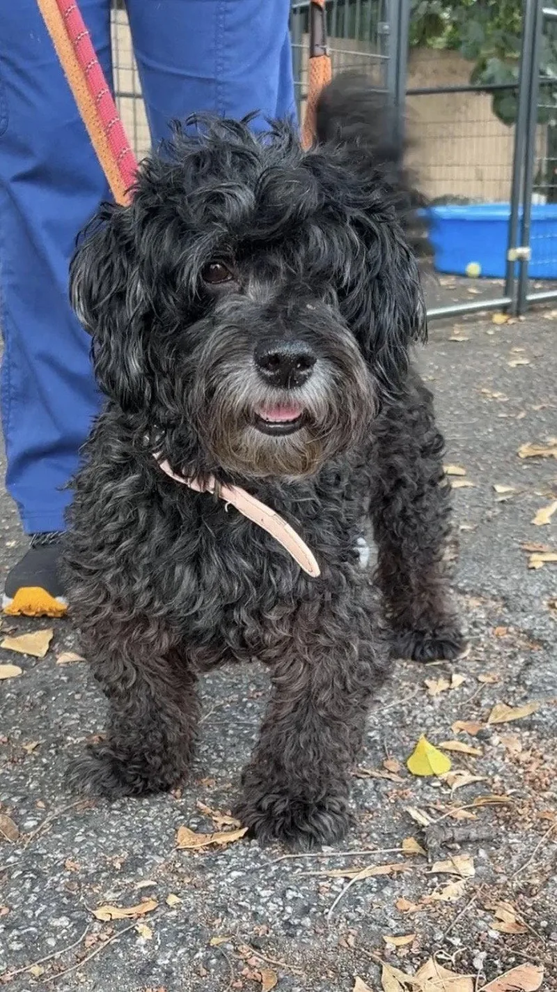 An adult small-sized male Schnauzer dog named Paprika for adoption in Margate, FL