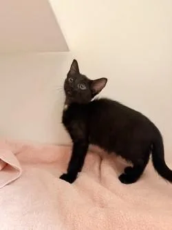 A baby small-sized male Domestic Short Hair cat named Sketchy for adoption in Savannah, GA
