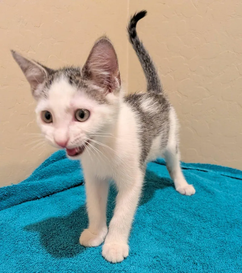 Cilantro