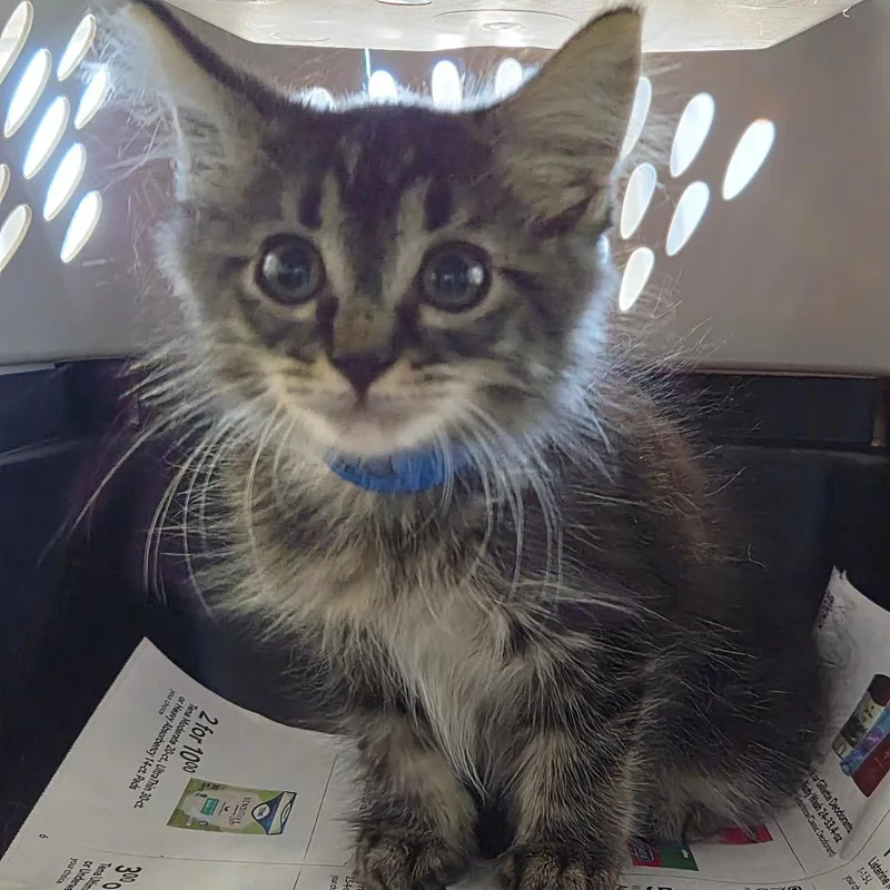 A baby small-sized male Gray / Blue / Silver Domestic Medium Hair cat named Aster for adoption in Montgomery, AL