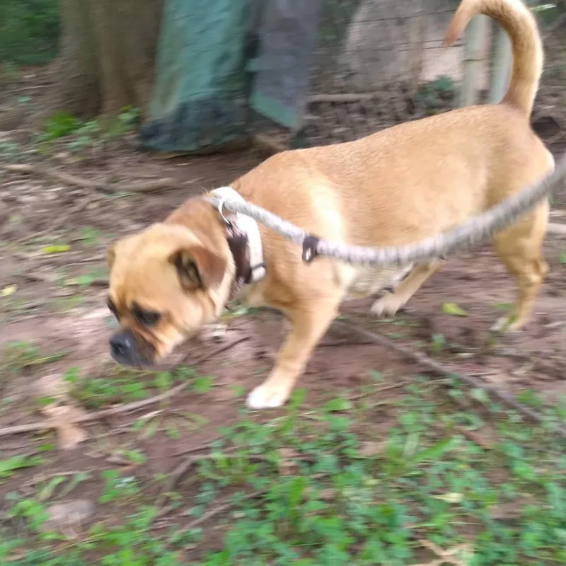 Ginger thumbnail 2