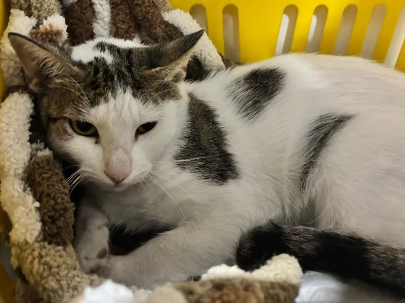 An adult small-sized female Domestic Short Hair cat named Cate for adoption in Powell, OH