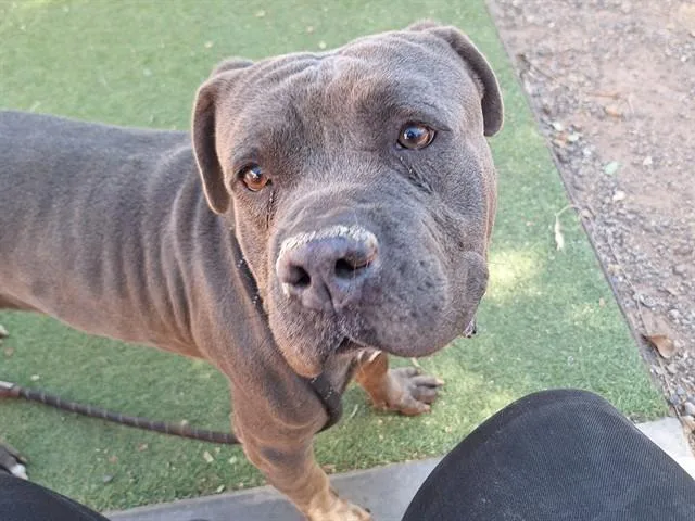 An adult large-sized male Pit Bull Terrier dog named Angus for adoption in Phoenix, AZ