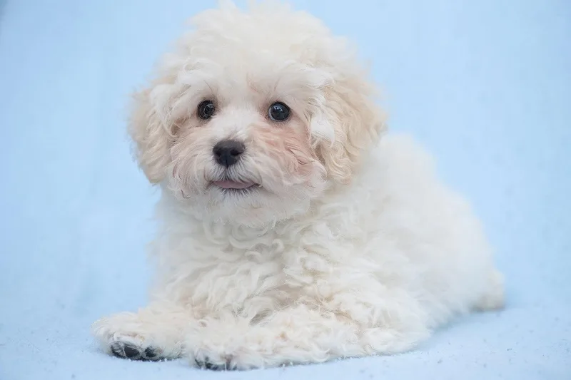 A baby small-sized male Maltese dog named Rosebud: Sprout for adoption in Palo Alto, CA