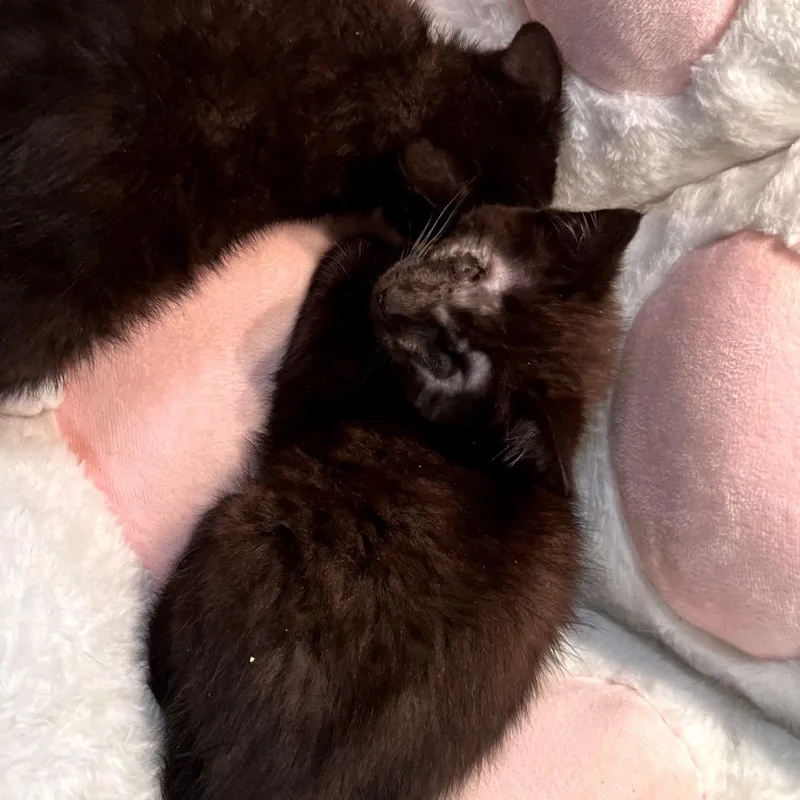 A baby small-sized female Black Domestic Short Hair cat named Lastelle for adoption in Philadelphia, PA