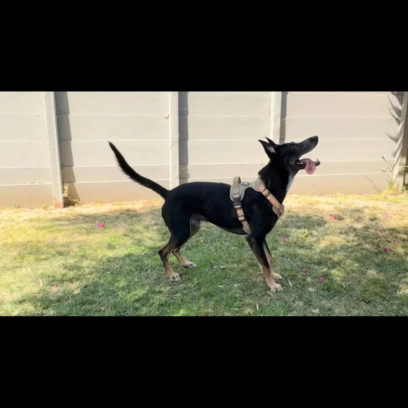 An adult medium-sized male German Shepherd Dog dog named Sigmond for adoption in Hayward, CA