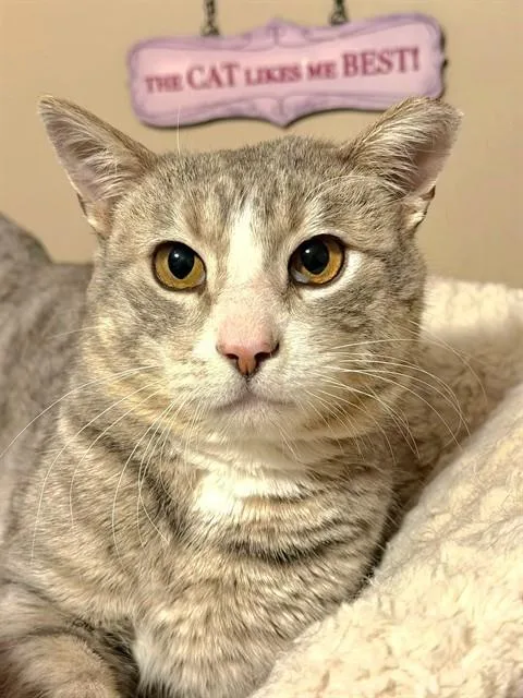 A young large-sized male Domestic Short Hair cat named Sam for adoption in Saint Peters, MO