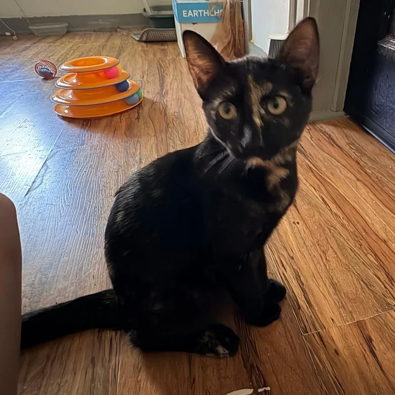 A baby small-sized female Tortoiseshell Domestic Short Hair cat named Sheba for adoption in Baytown, TX